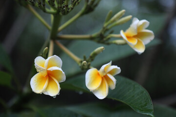 Fototapeta na wymiar Plumeria Flowers. Known as the Bunga Kamboja in Indonesia