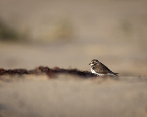 Semipalmated plover in the sand