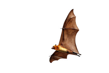 Fototapeta premium Bat flying isolated on transparent background. 