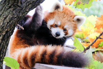 レッサーパンダ