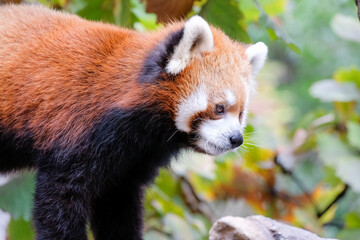 Fototapeta premium レッサーパンダ