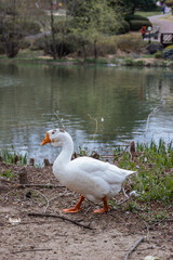 A goose chilling next to a lake in spring
