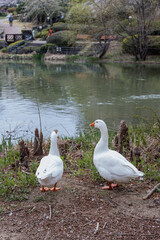 Two geese casually chilling next to a lake in spring