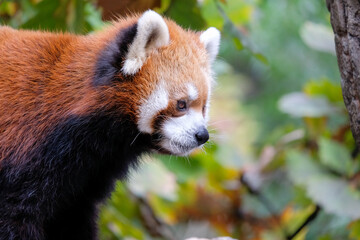 Fototapeta premium レッサーパンダ