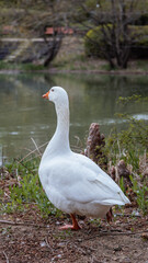 A goose chilling next to a lake in spring