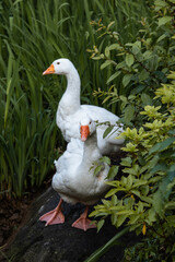 Geese surrounded by bushes nearby a lake