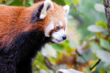 レッサーパンダ