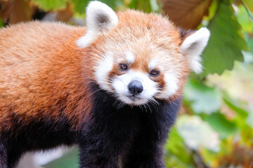 レッサーパンダ