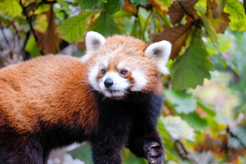 レッサーパンダ