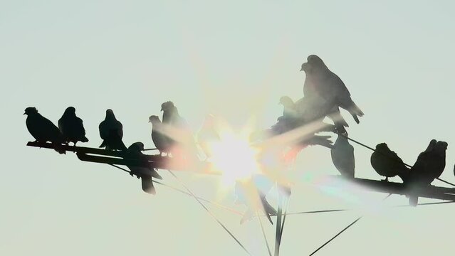 silhouette of a flock of pigeons on the antenna in the rays of the morning sun, the dove lands on the antenna in slow motion