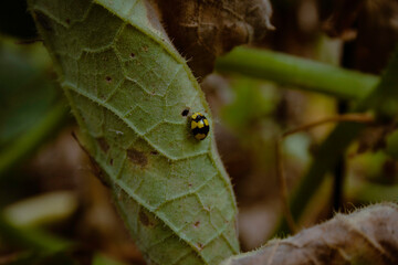 Yellow and black ladybird ladybug beetle