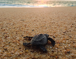 turtle on the sand