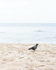 people and bird on the sea in thailand