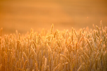 Fototapeta premium Golden ears of wheat on the field. Grain agricultural crops. Beautiful rural landscape.