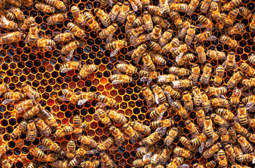 Worker bees work in a hive. Close-up selective focus.