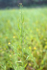 Green mustard pods growing at agriculture field
