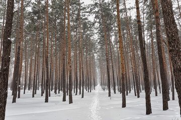 Winter coniferous forest. Snow-covered undergrowth and yellow tree trunks