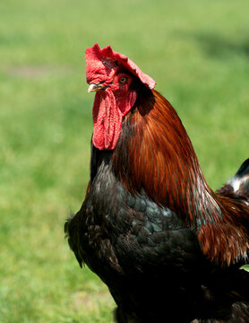 rooster in the farm