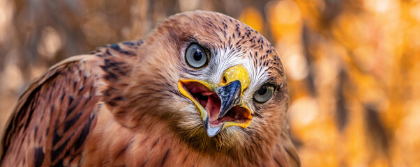 Golden eagle, head close-up. Portrait of a bird of prey.