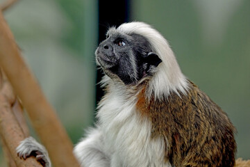 Cotton-top Tamarins