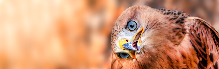Golden eagle, head close-up. Portrait of a bird of prey.