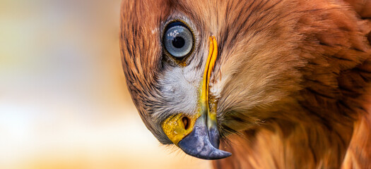 Golden eagle, head close-up. Portrait of a bird of prey.