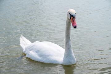 Obraz premium Graceful white Swan swimming in the lake, swans in the wild. Portrait of a white swan swimming on a lake.