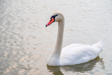Graceful white Swan swimming in the lake, swans in the wild. Portrait of a white swan swimming on a lake.