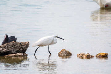 The small white heron or Little egret stands in the lake