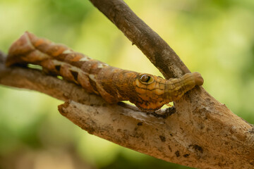 Obraz premium unique caterpillar on a branch