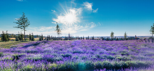Fototapeta premium Lavender fields with decorations. Great places for photo shoots.