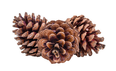 Pine cone on transparent png