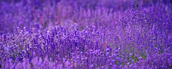 Plakat Lavender flowers, abstract natural background. close up