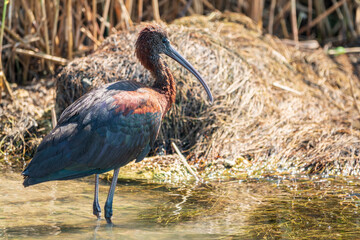 The glossy ibis, latin name Plegadis falcinellus, searching for food in the shallow lagoon.