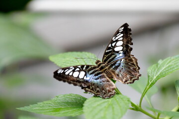 Close-up view of the resting butterfly 