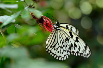 Close-up view of the resting butterfly 