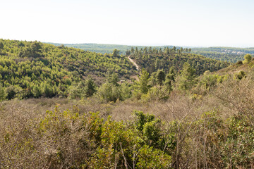 Naklejka premium The Carmel forest near Haifa city in northern Israel