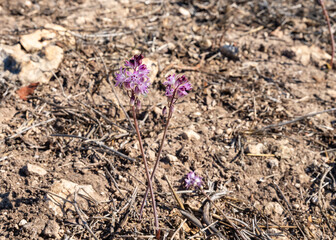 The first  rare flowers break through the ground after the first rains in the Carmel forest near Haifa, a city in northern Israel