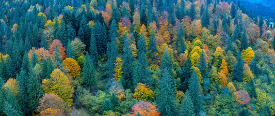 Wonderful autumn forest top view. Abstract natural background.