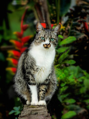 Large image of one beautiful  outdoor cat looking to the camera. Front view of a stunning feline with green eyes free in the woods surrounded by wonderful nature. Blurred background