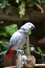 white, grey, with red tail parrot in zoo, nature reserve
