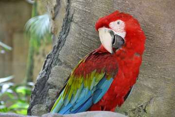 red parrot in zoo, nature reserve
