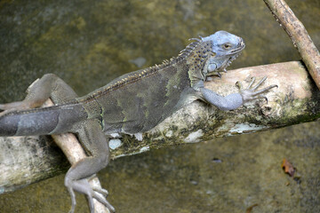 lizard basking on a tree