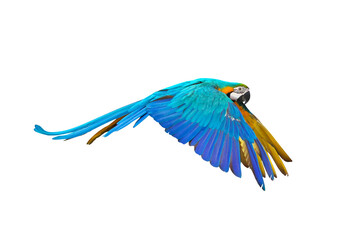 Colorful flying parrot isolated on transparent background png file