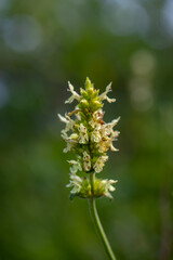 Betonica alopecuros flower growing in mountains	