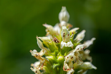 Betonica alopecuros flower growing in mountains	