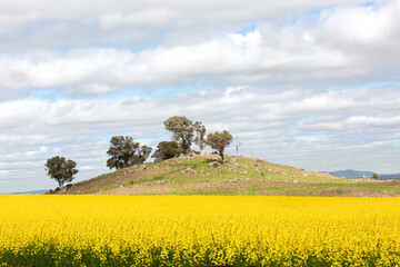Canola field at the bottom on a small rocky hillside in rural Australia - 558567369