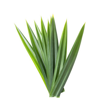 pandan leaves isolated on transparent png