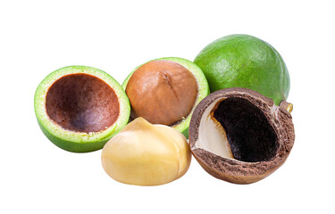 macadamia nuts isolated on transparent png