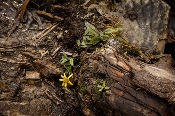 Yellow flowers growing out of fallen tree